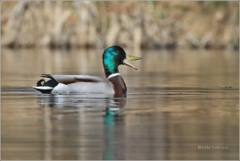 <p>KACHNA DIVOKÁ (Anas platyrhynchos) /Mallard - Stockente/</p>
